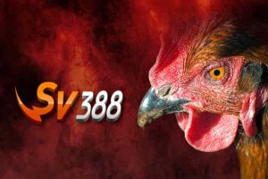 SV388 đá gà trực tiếp
